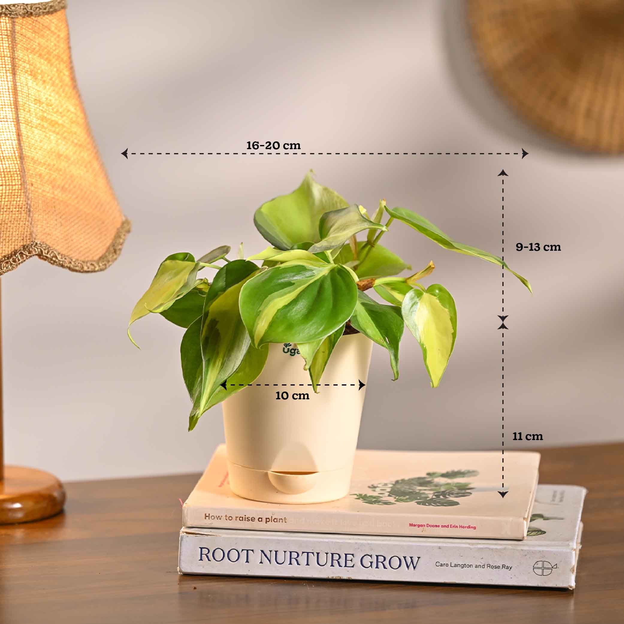Set of 6 Living Room Decor Plant Bundle - Image 12
