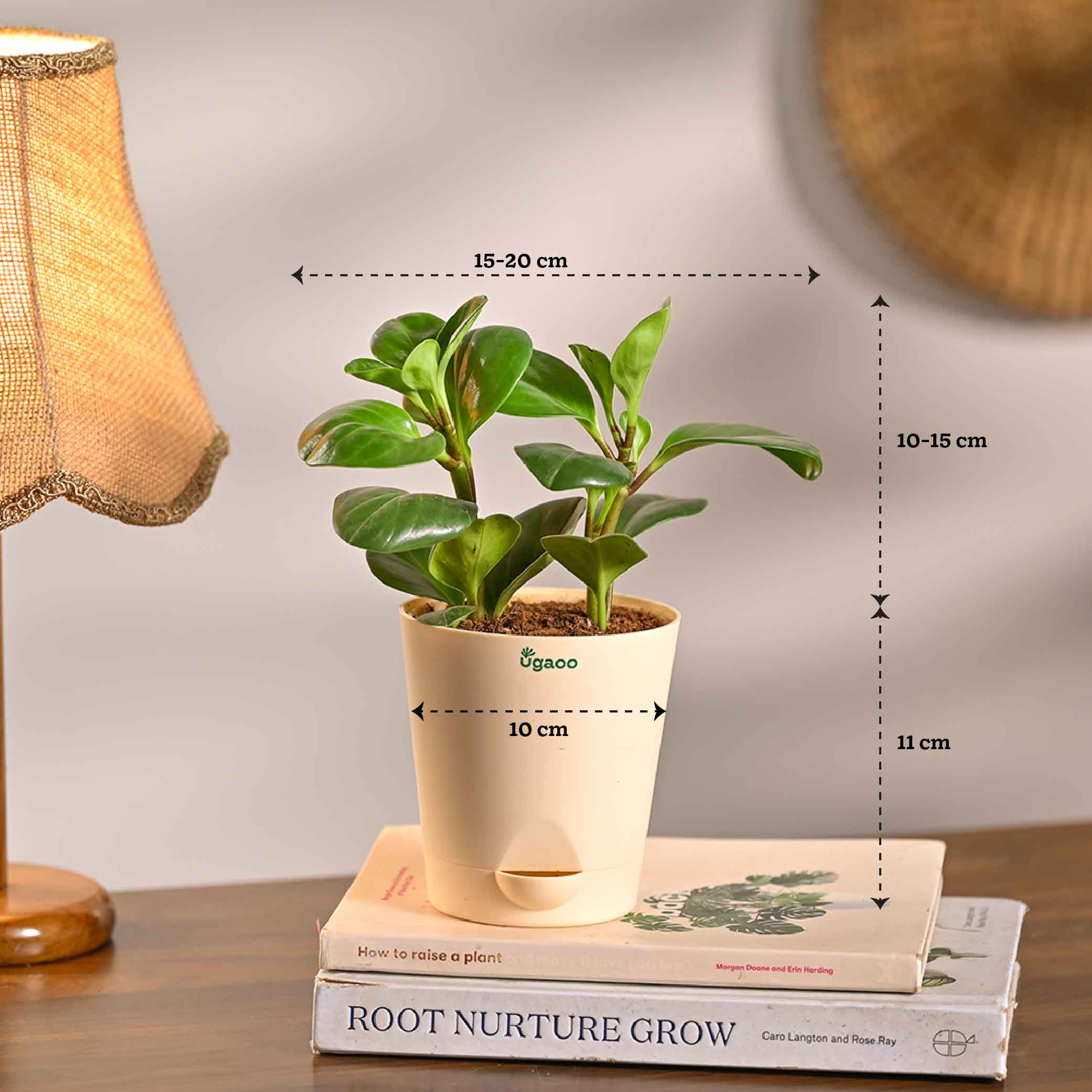 Set of 6 Living Room Decor Plant Bundle - Image 9