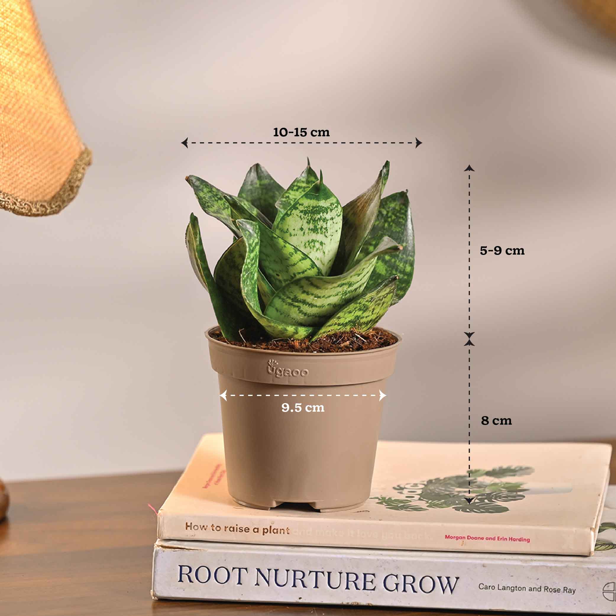 Set of 6 Low Maintenance Decorative Plant Bundle - Image 13