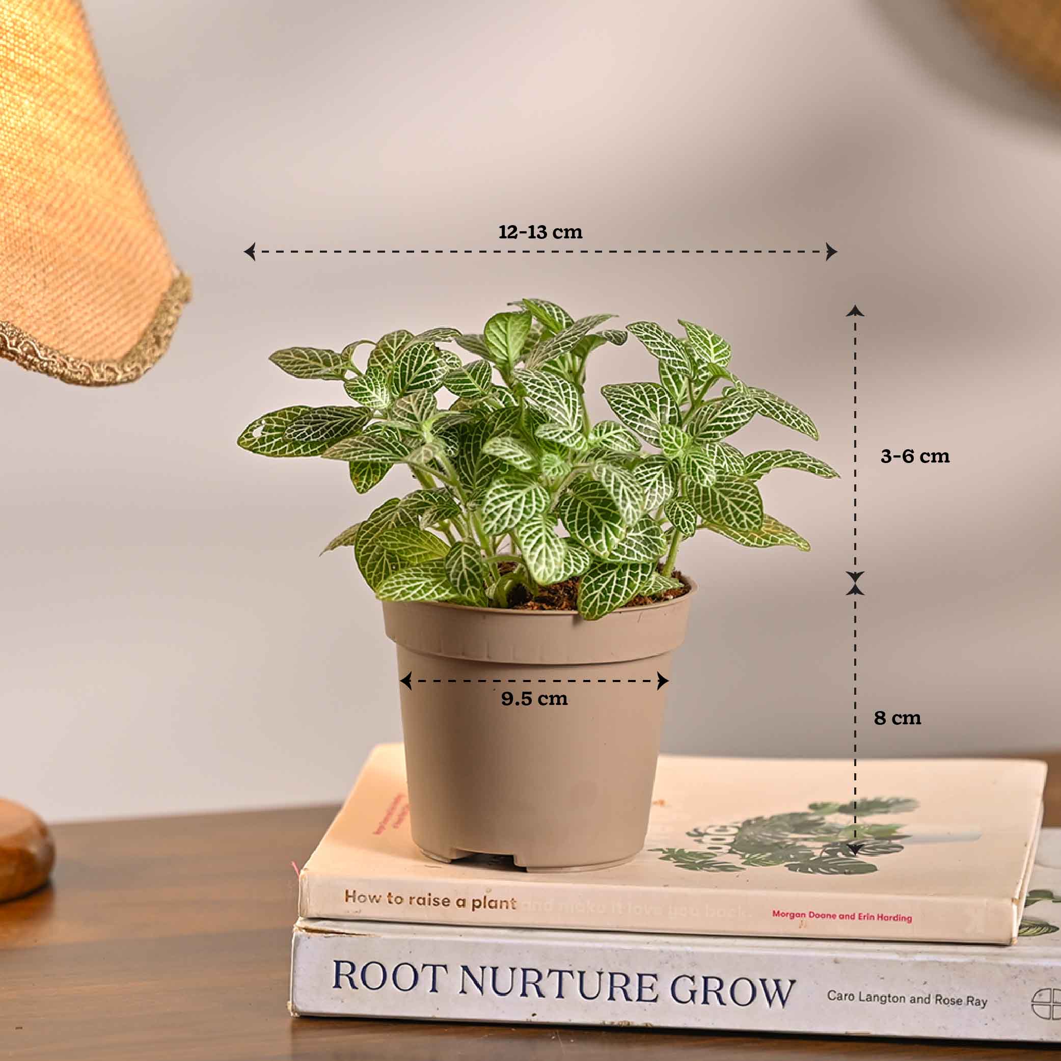 Set of 6 Low Maintenance Decorative Plant Bundle - Image 8