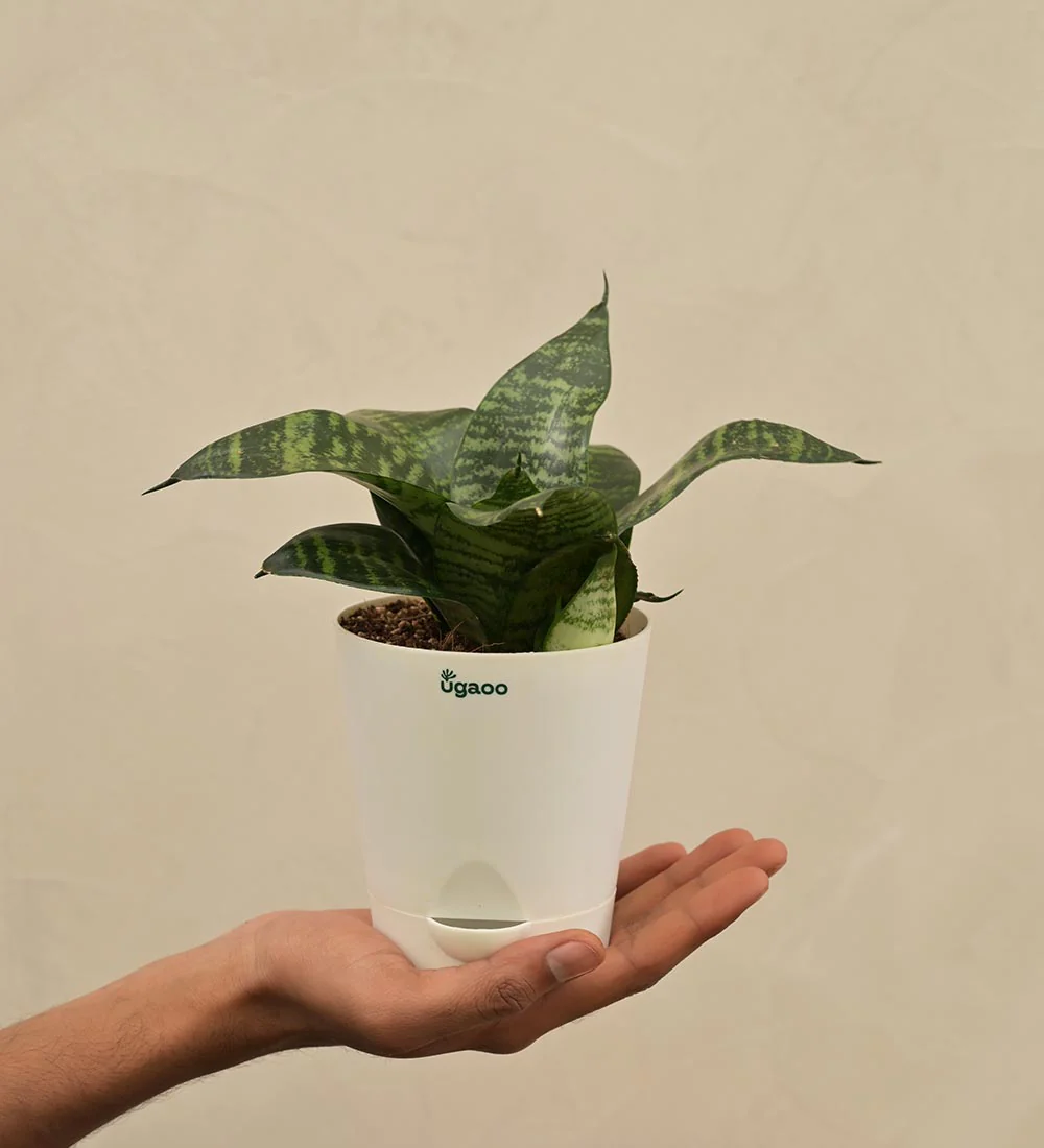 Snake Green Plant For Environment Day Gifting - Image 4