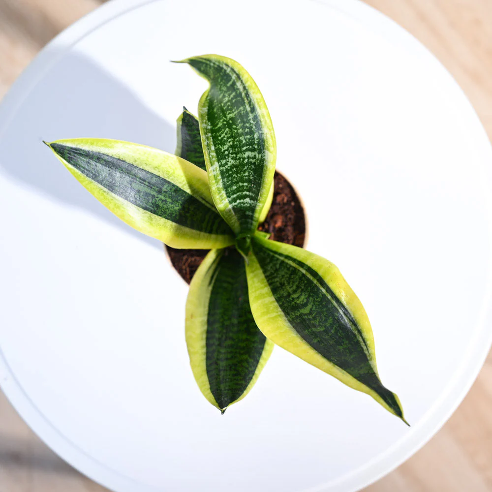 Snake Plant - Futura Superba - Image 12