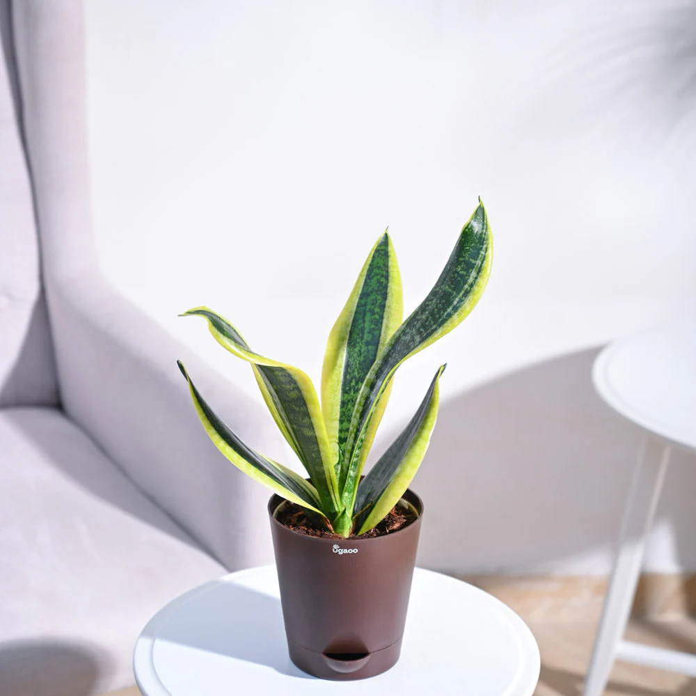 Snake Plant - Futura Superba - Image 18