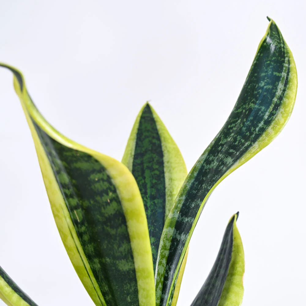 Snake Plant - Futura Superba - Image 25