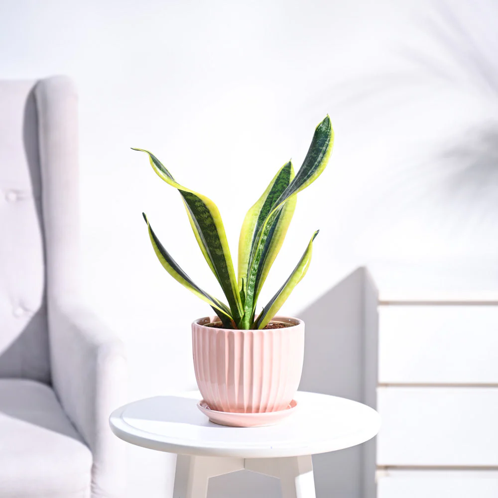 Snake Plant - Futura Superba - Image 3
