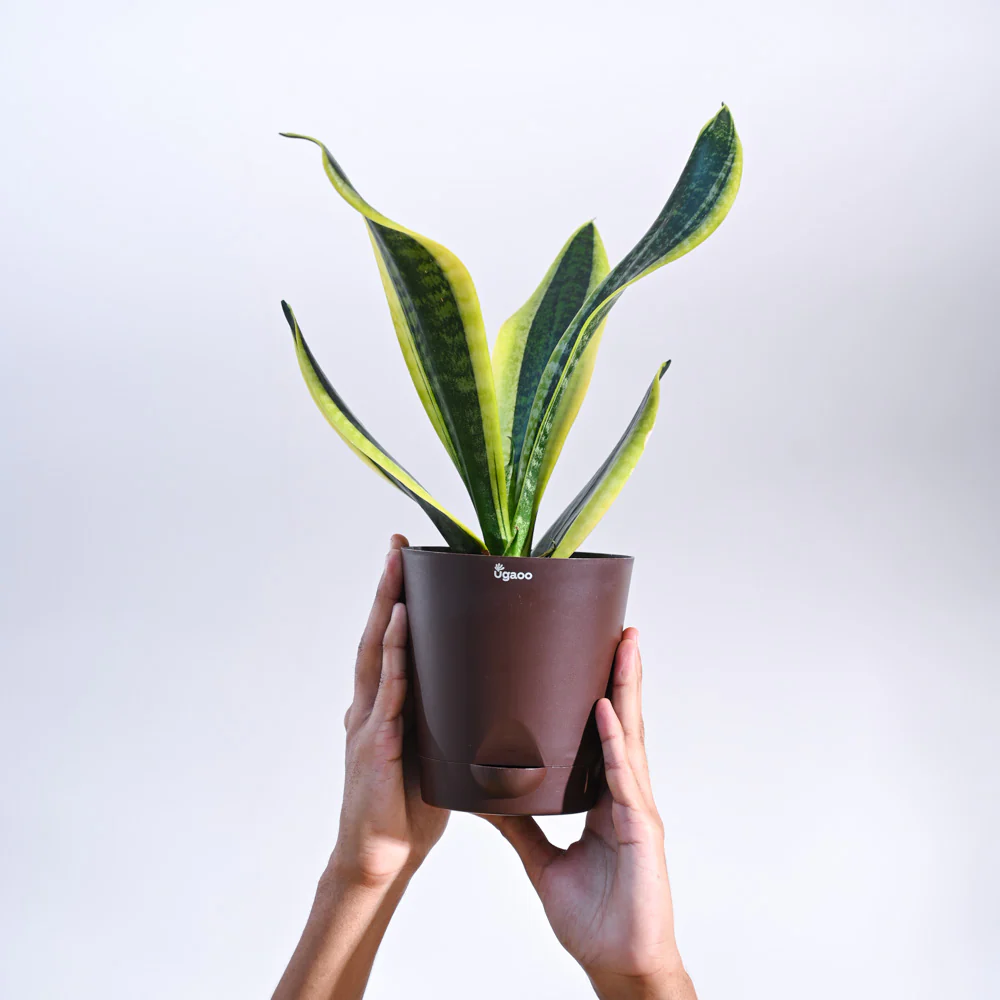 Snake Plant - Futura Superba - Image 34