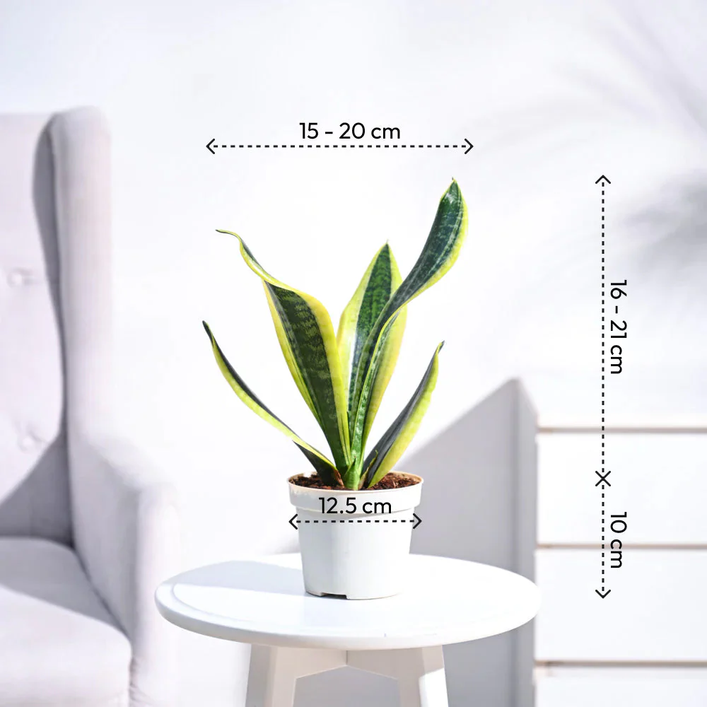 Snake Plant - Futura Superba - Image 56