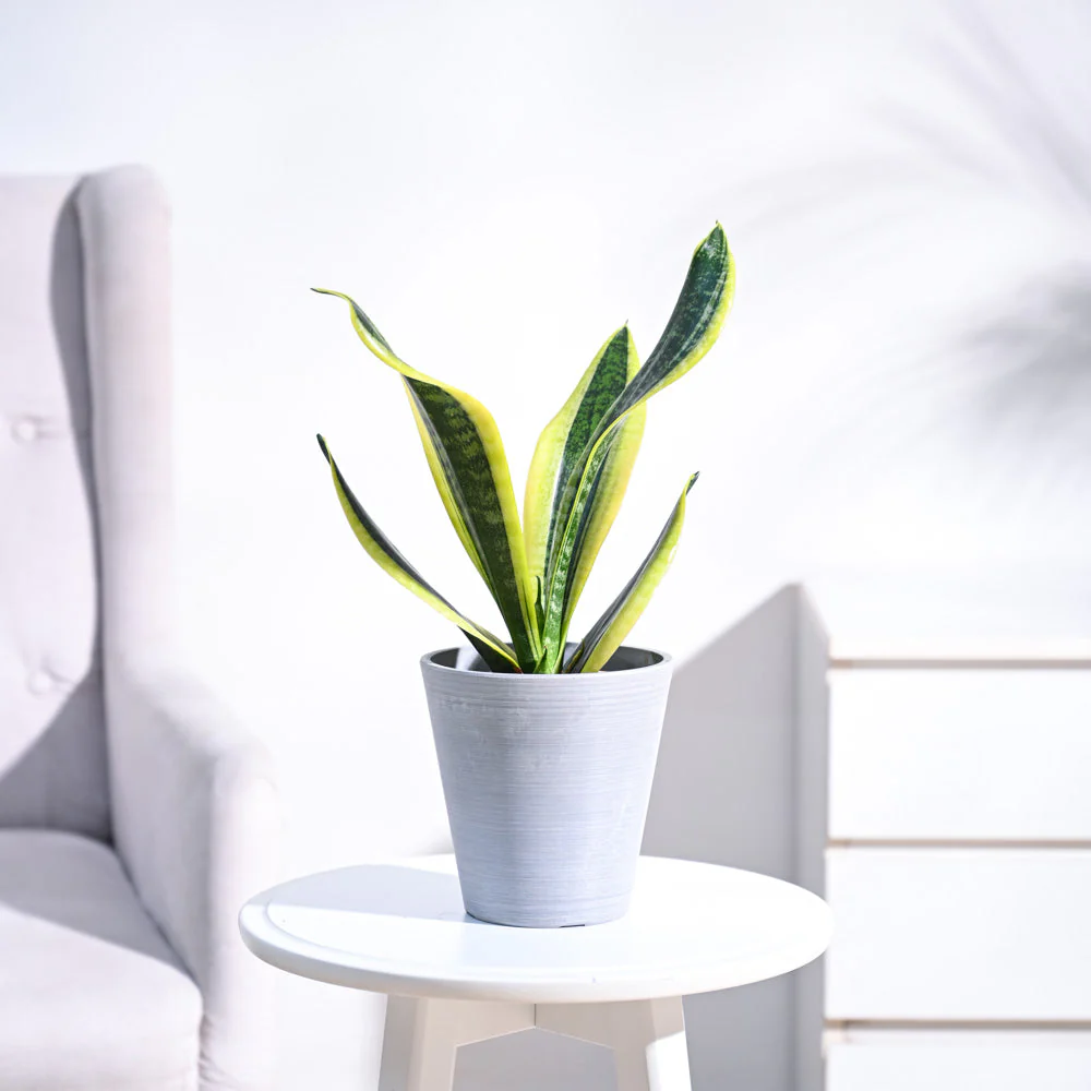 Snake Plant - Futura Superba - Image 7