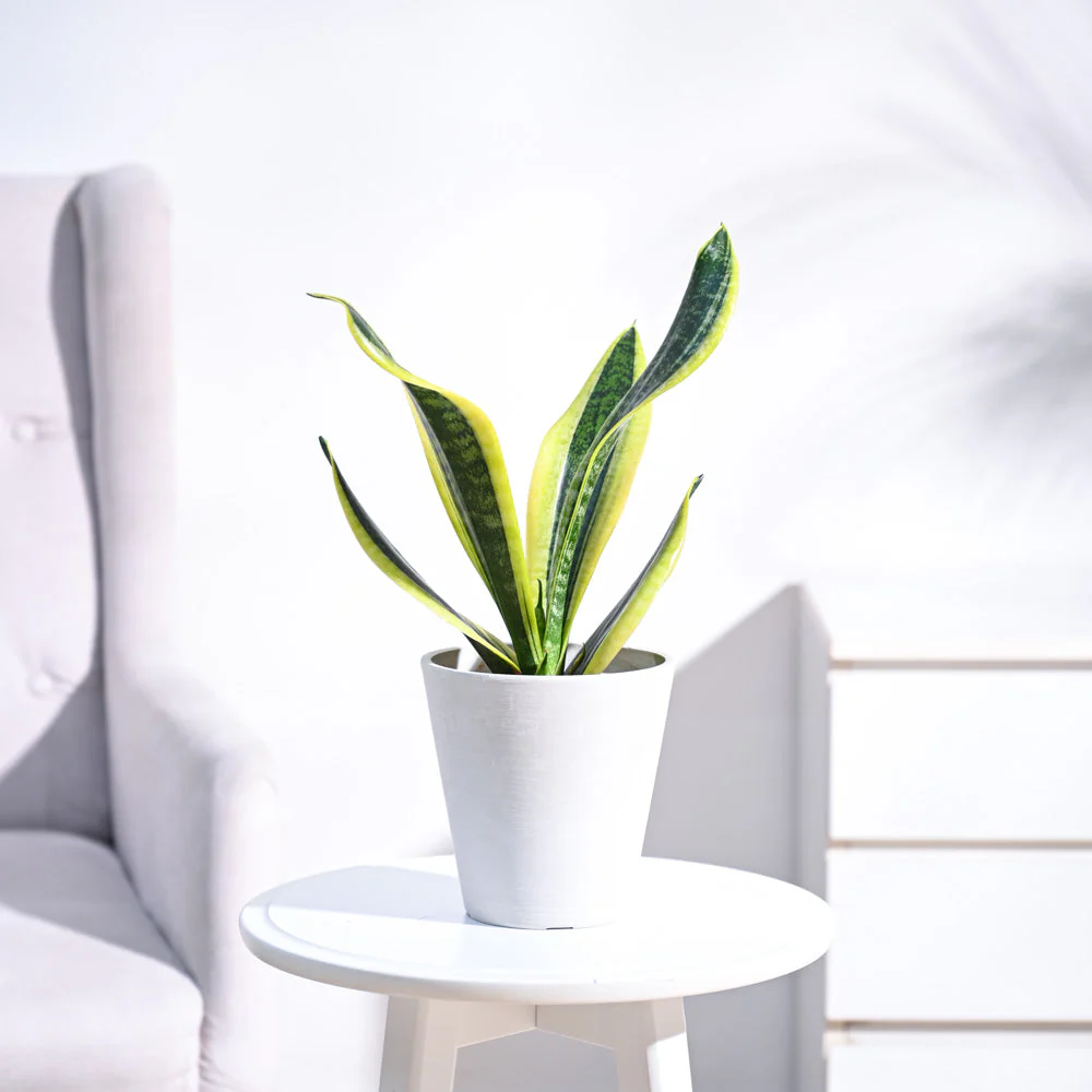 Snake Plant - Futura Superba - Image 8
