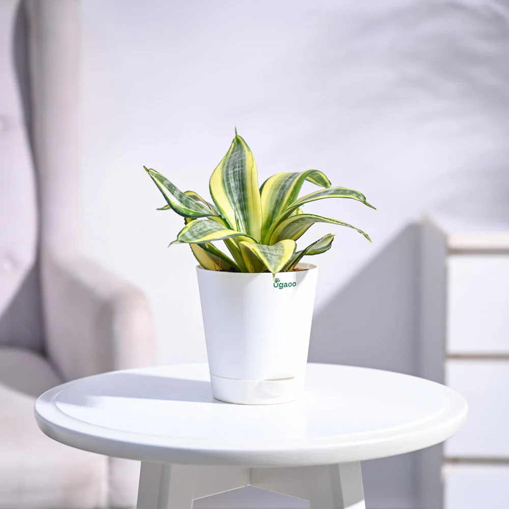 Snake Plant - Golden - Image 13