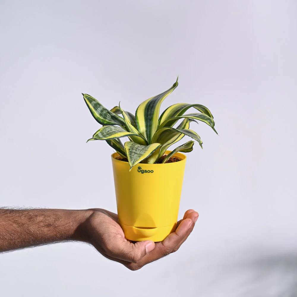 Snake Plant - Golden - Image 20