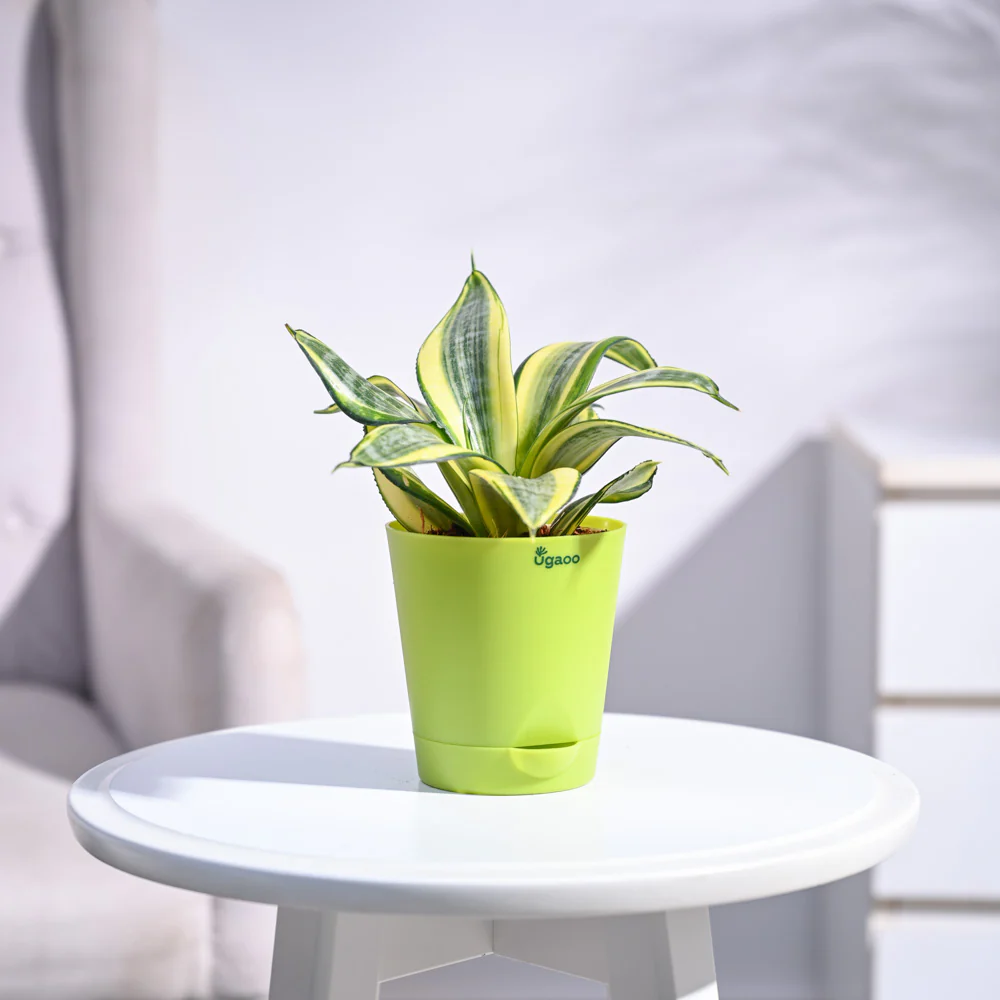 Snake Plant - Golden - Image 23