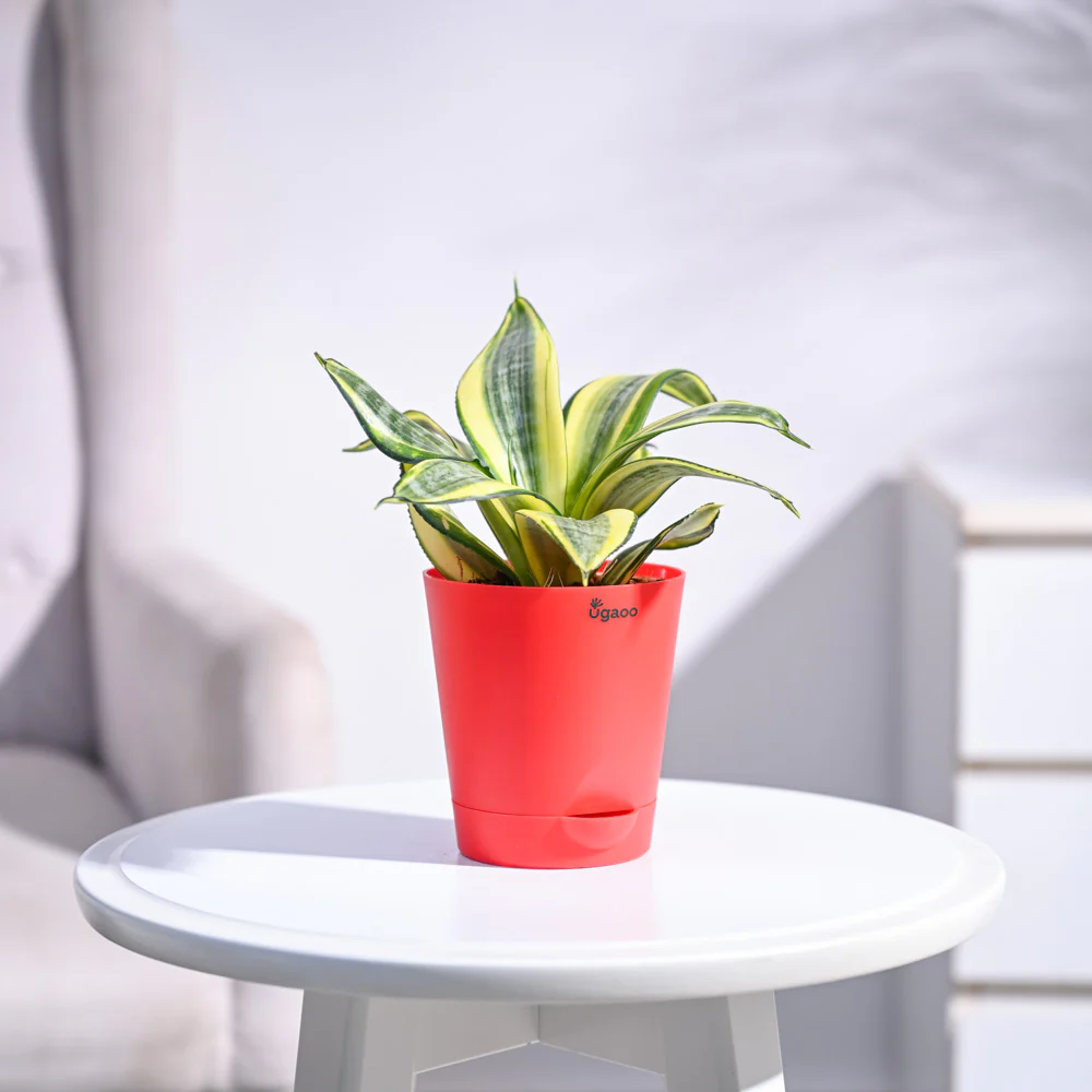 Snake Plant - Golden - Image 27