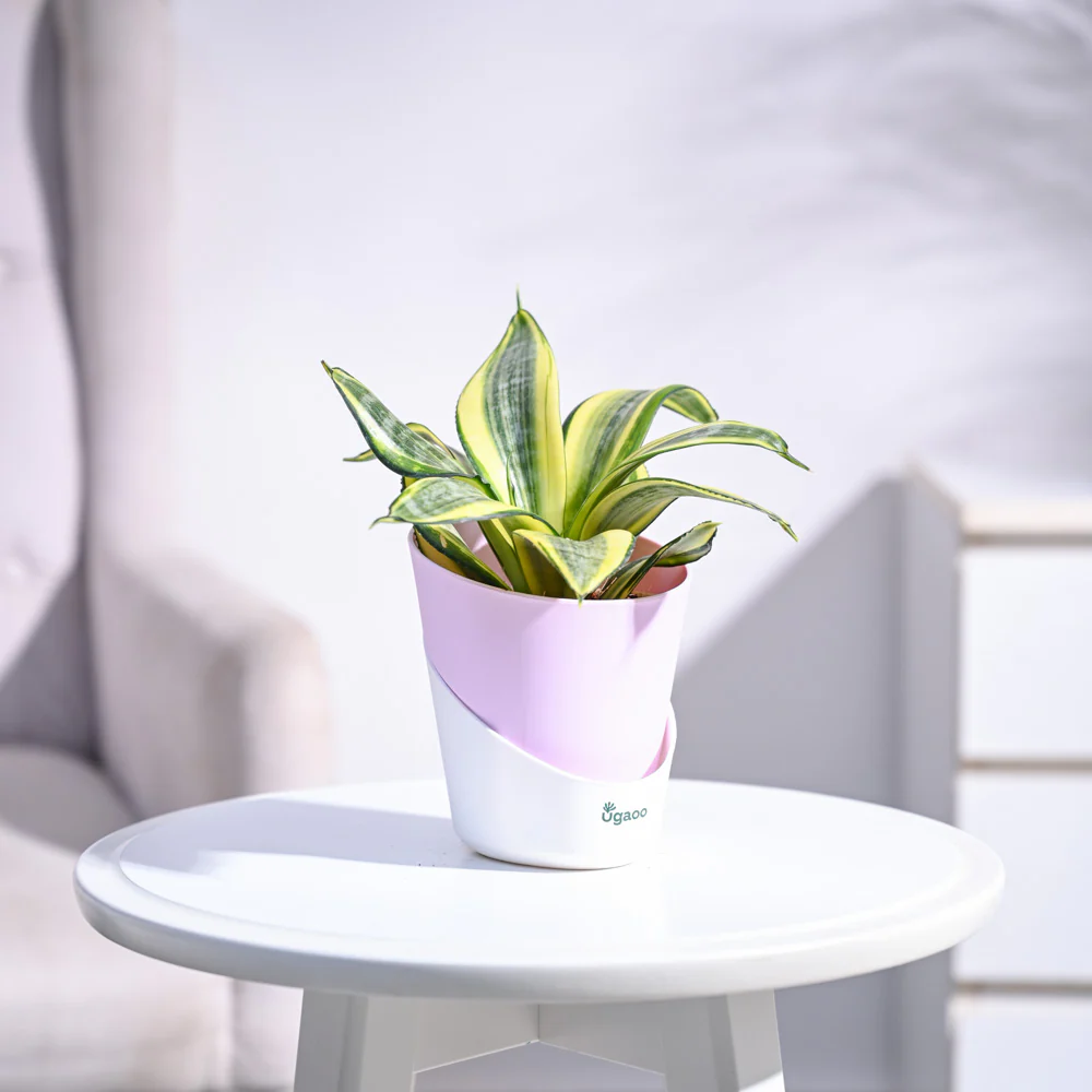 Snake Plant - Golden - Image 41