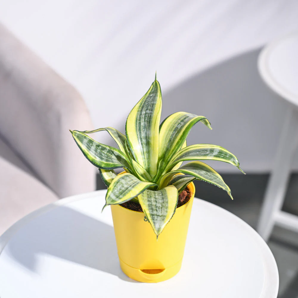Snake Plant - Golden - Image 42
