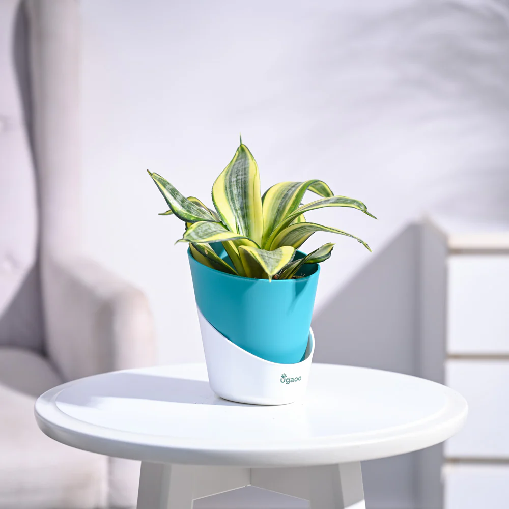 Snake Plant - Golden - Image 47
