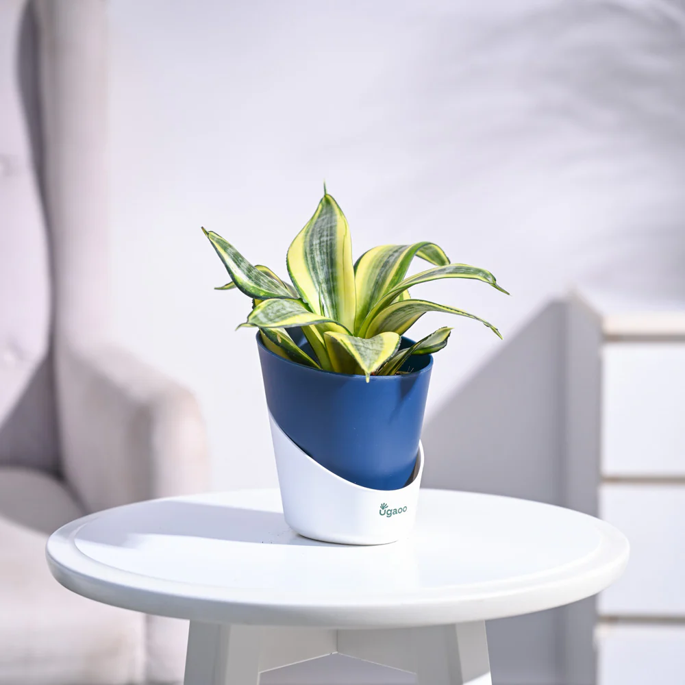 Snake Plant - Golden - Image 51