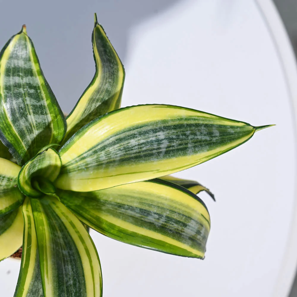 Snake Plant - Golden - Image 52