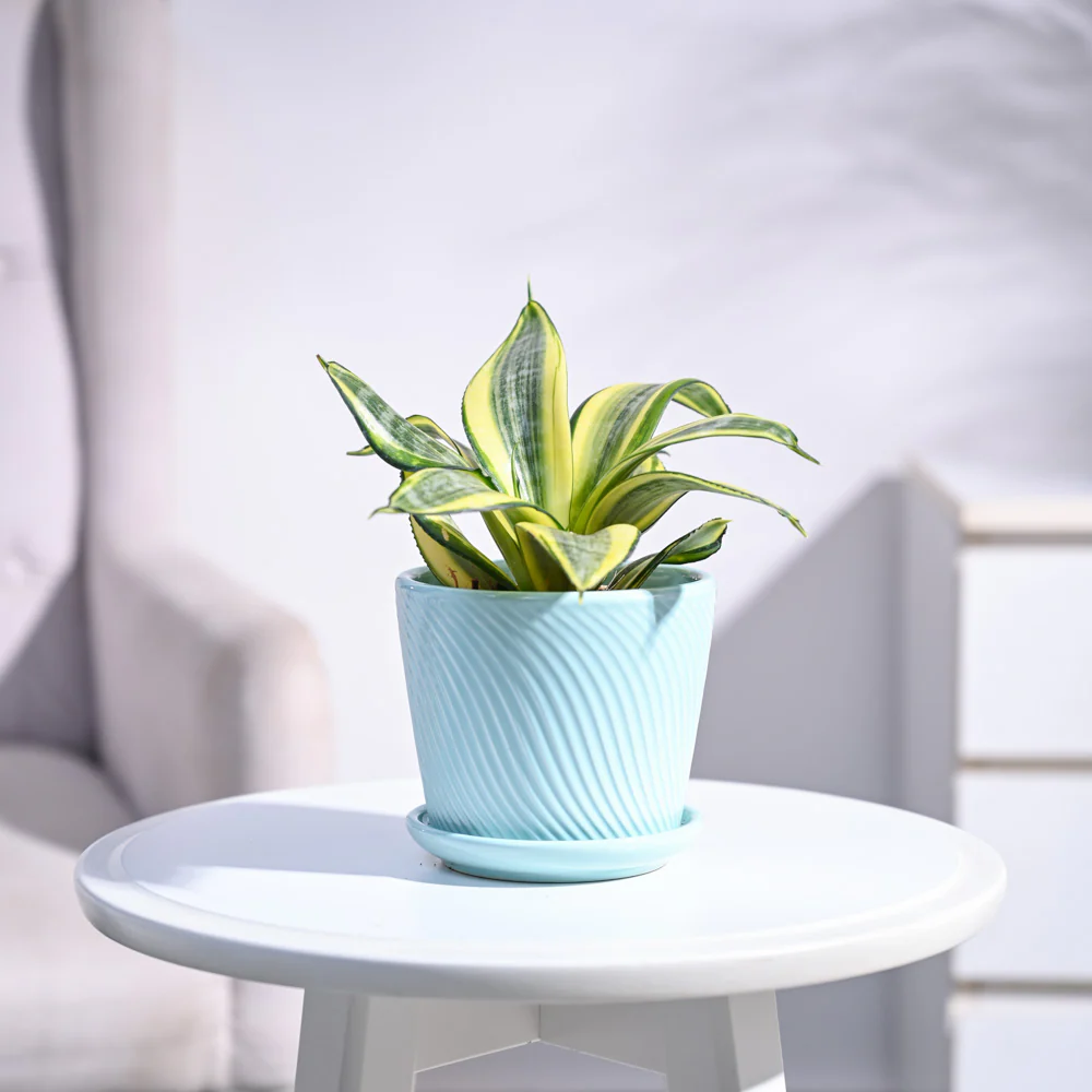 Snake Plant - Golden - Image 55