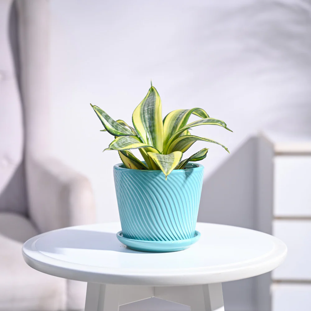 Snake Plant - Golden - Image 63