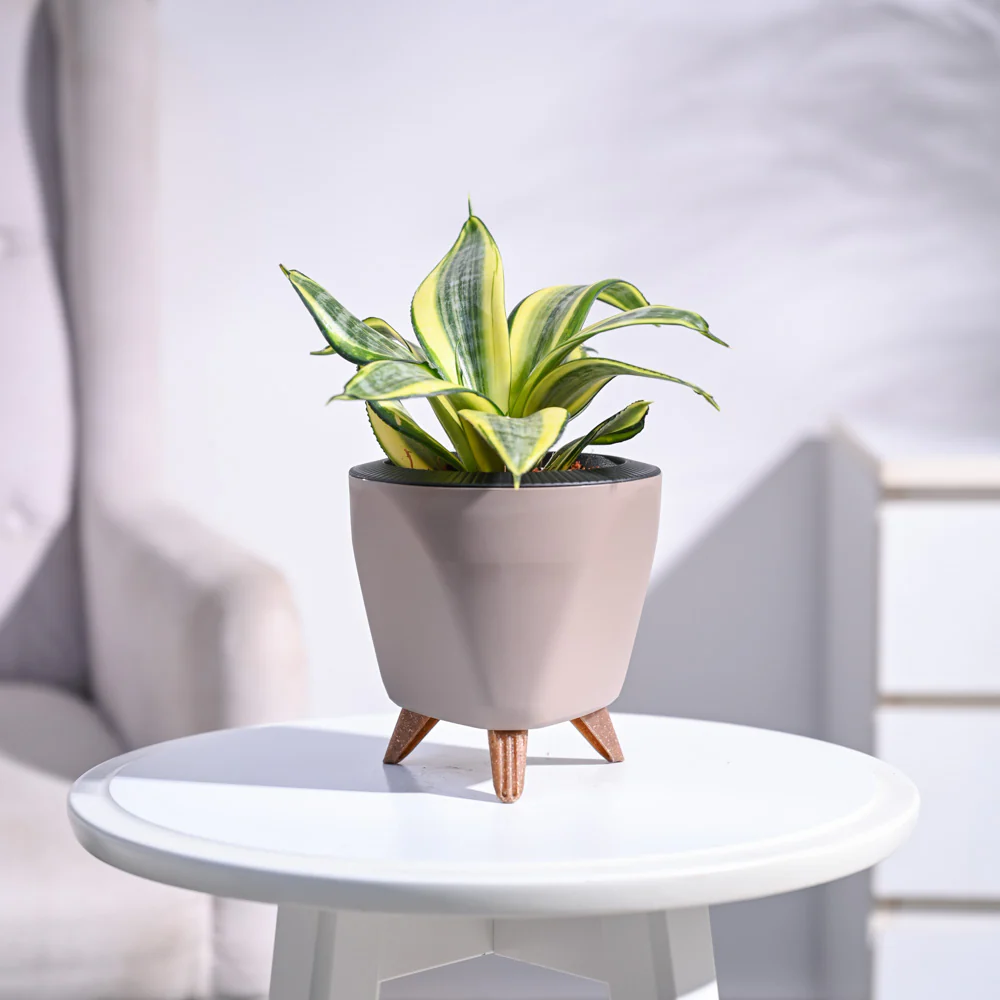 Snake Plant - Golden - Image 80
