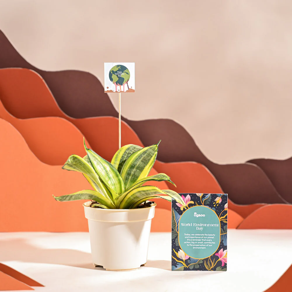 Snake Plant - Golden For Environment Day Gifting - Image 15