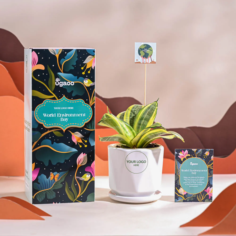 Snake Plant - Golden For Environment Day Gifting - Image 50