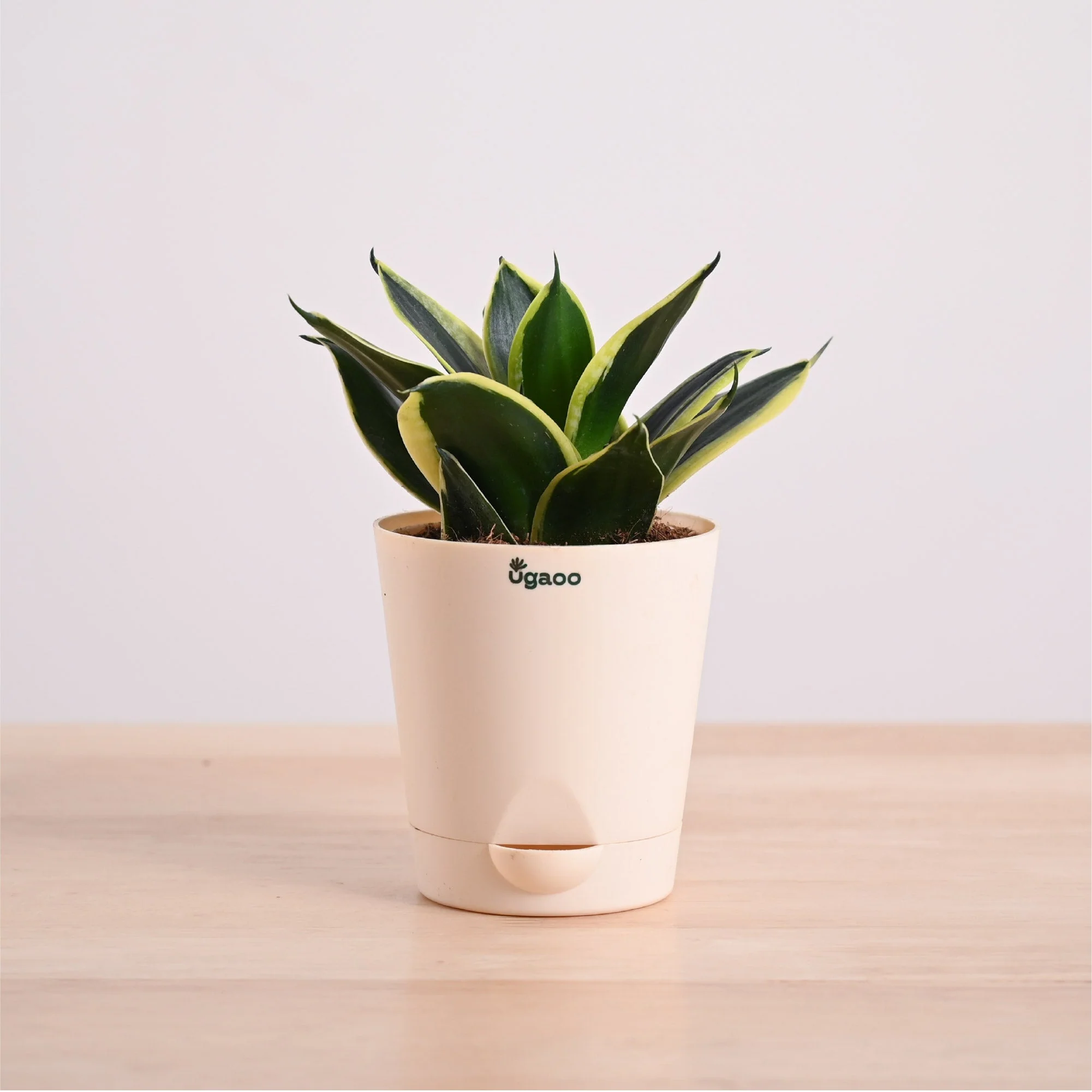 Snake Plant - Golden Hahnii - Image 10