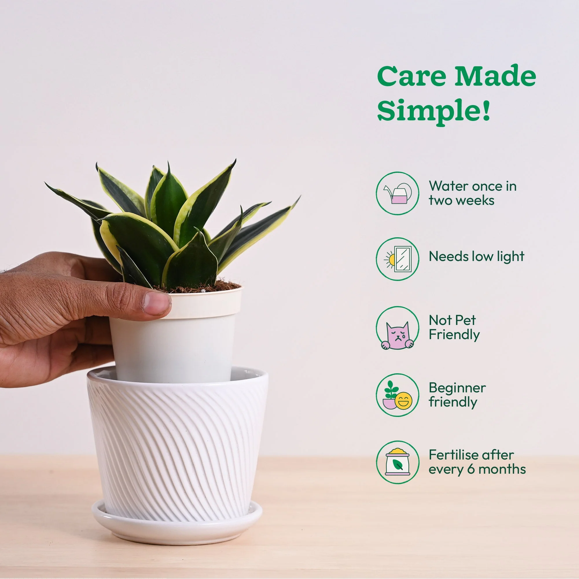 Snake Plant - Golden Hahnii - Image 100