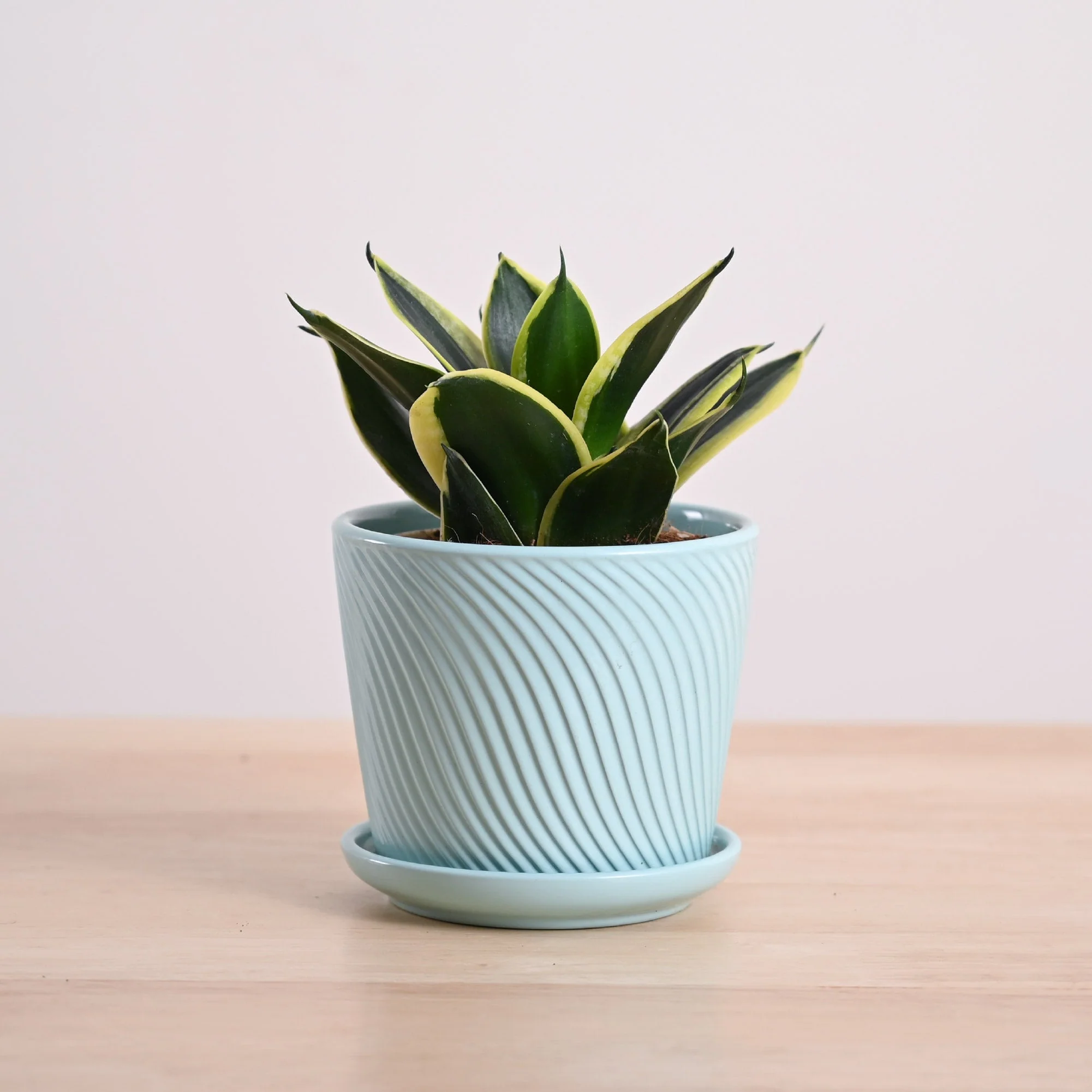 Snake Plant - Golden Hahnii - Image 105