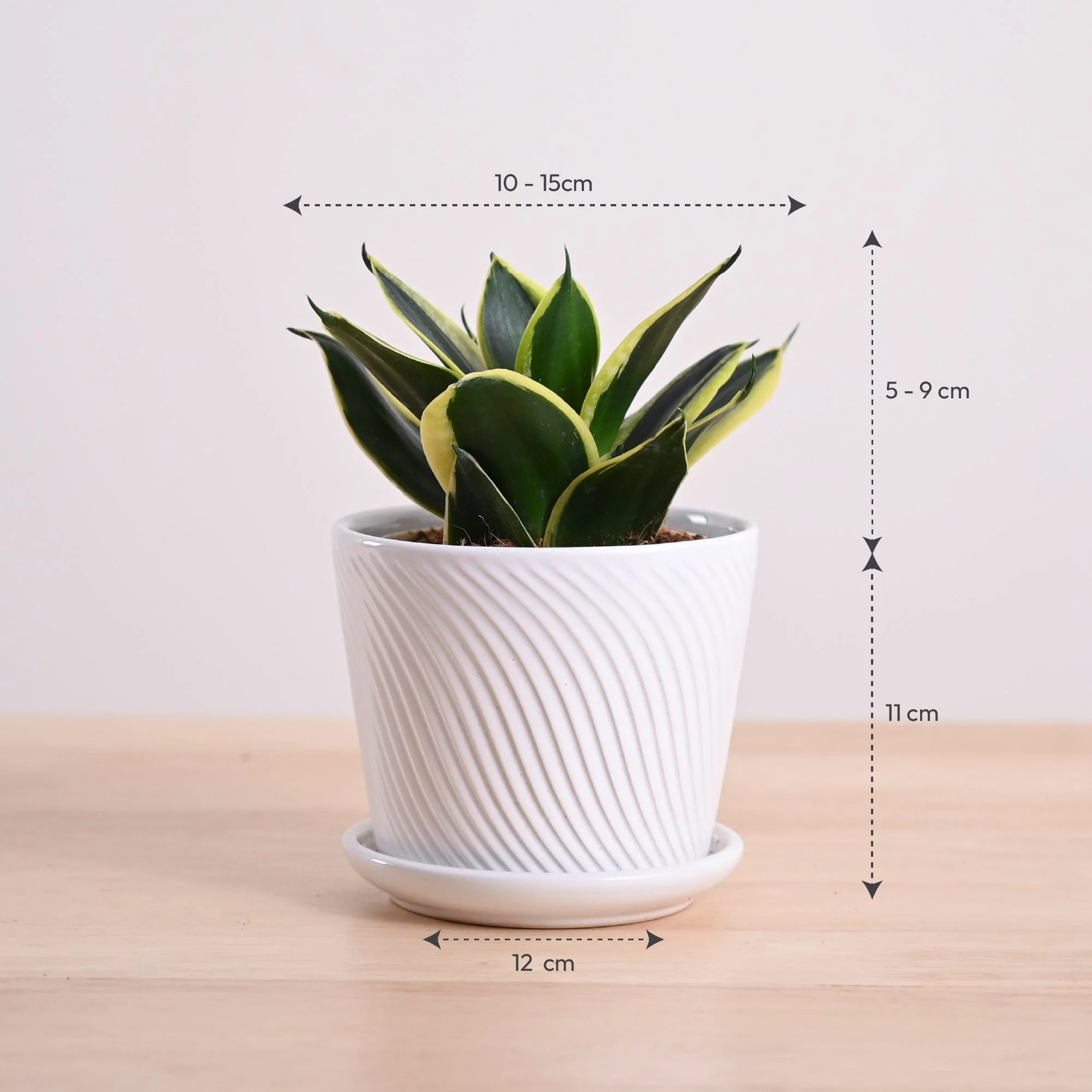 Snake Plant - Golden Hahnii - Image 107