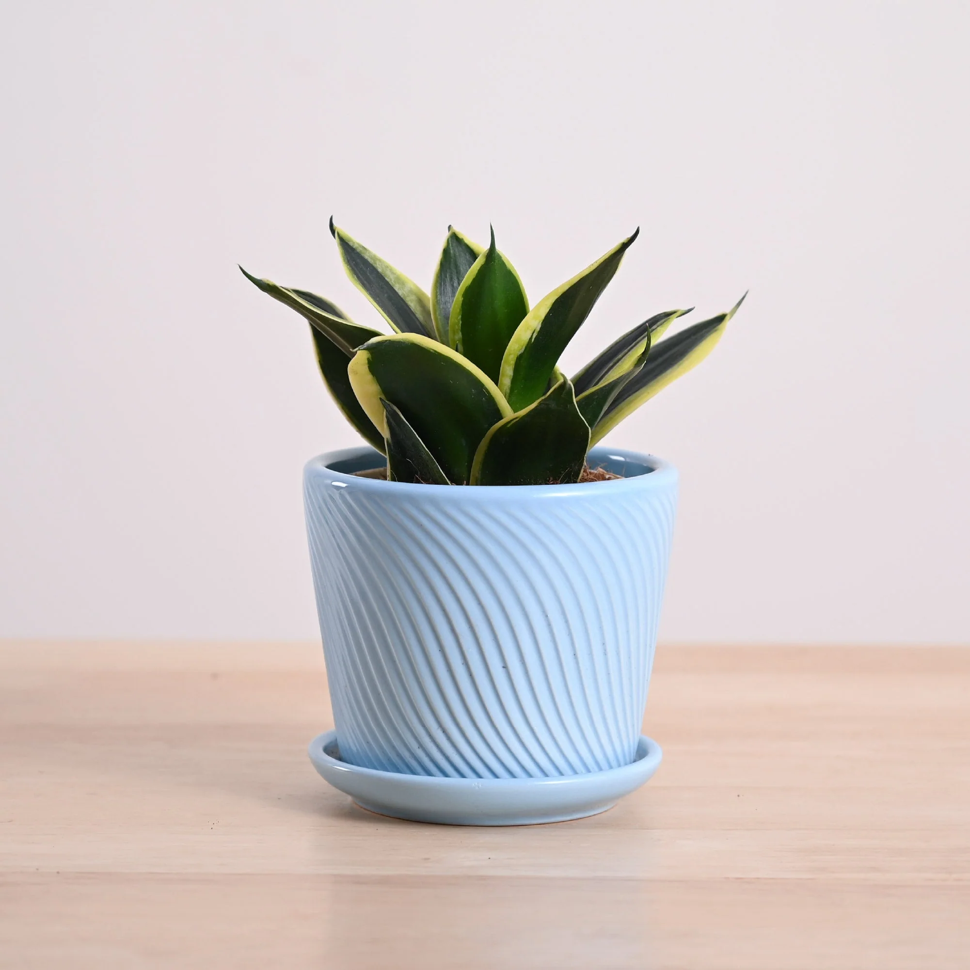 Snake Plant - Golden Hahnii - Image 111