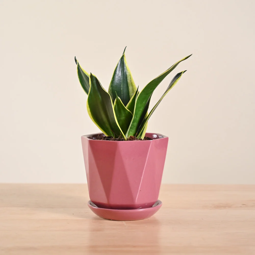 Snake Plant - Golden Hahnii - Image 121