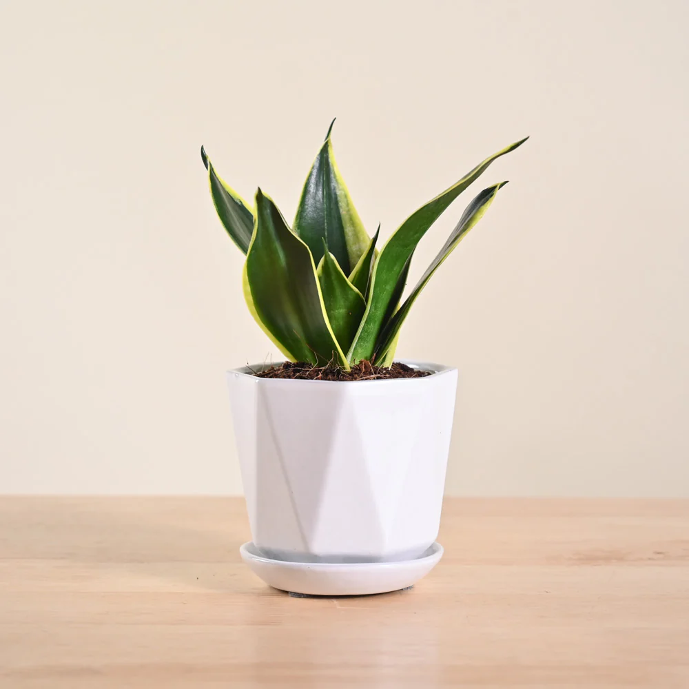 Snake Plant - Golden Hahnii - Image 129
