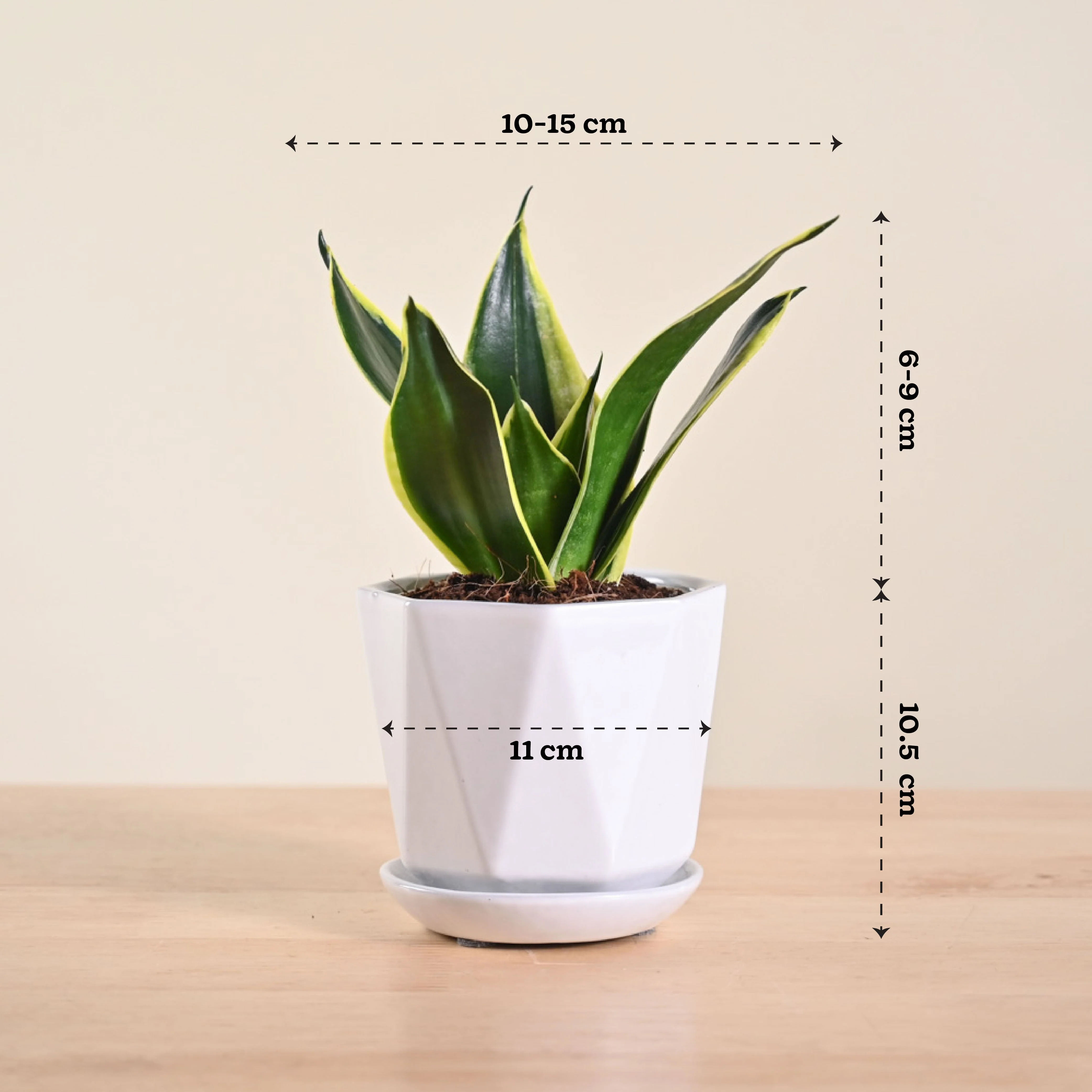 Snake Plant - Golden Hahnii - Image 130