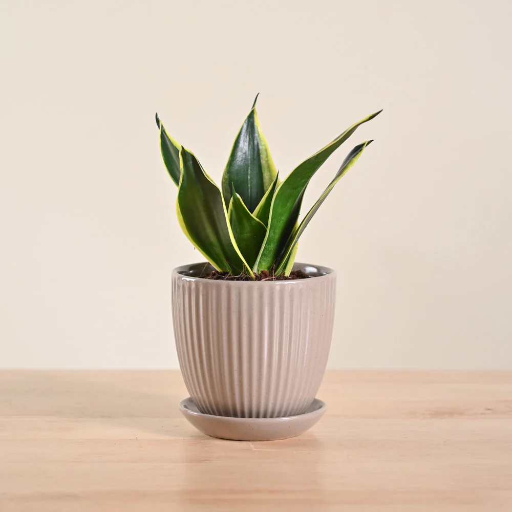 Snake Plant - Golden Hahnii - Image 133