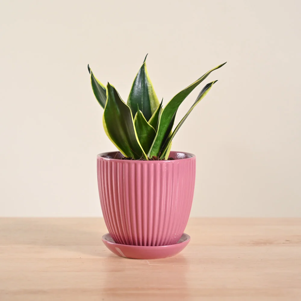 Snake Plant - Golden Hahnii - Image 137