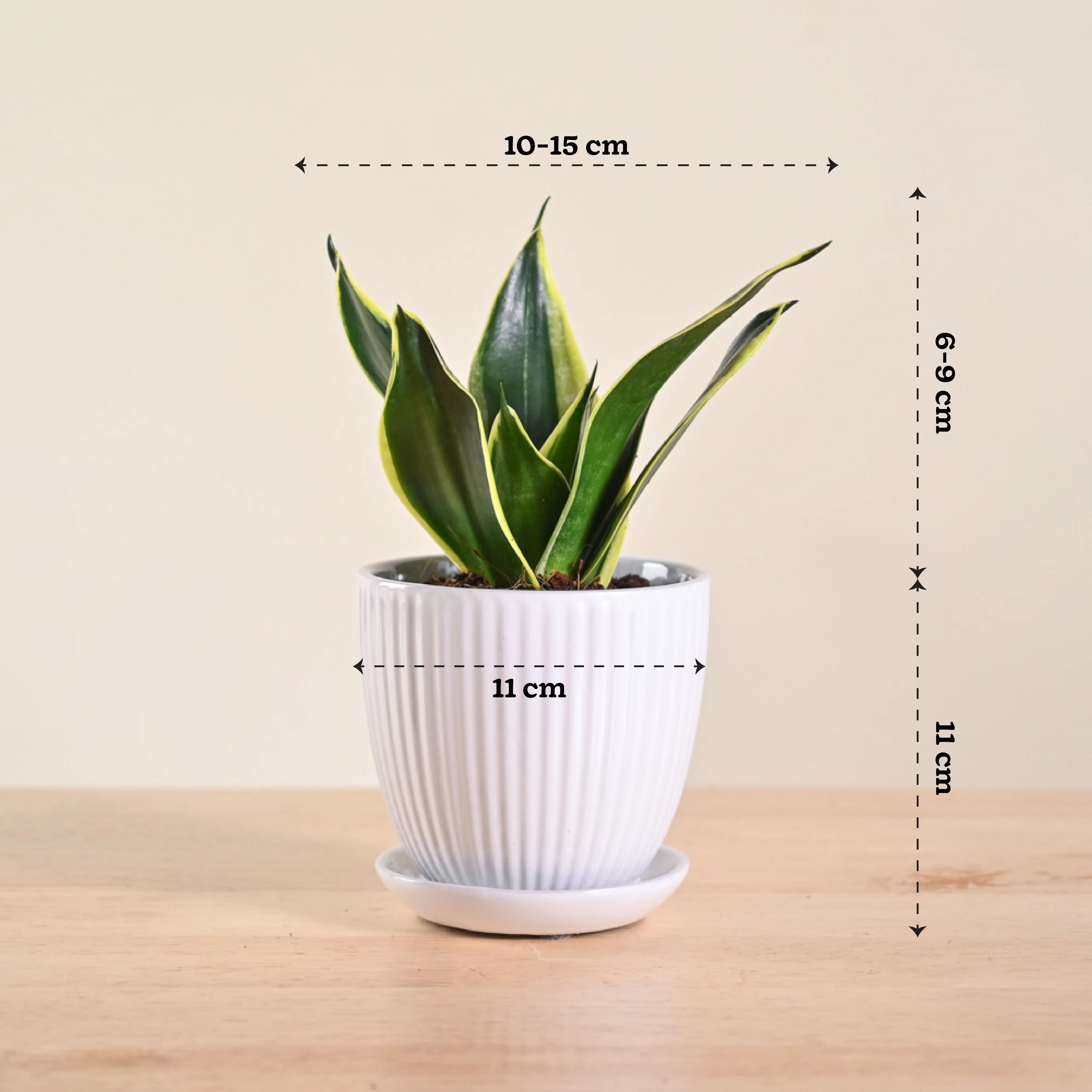 Snake Plant - Golden Hahnii - Image 142