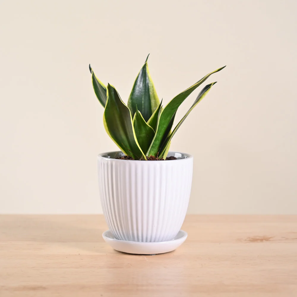 Snake Plant - Golden Hahnii - Image 145