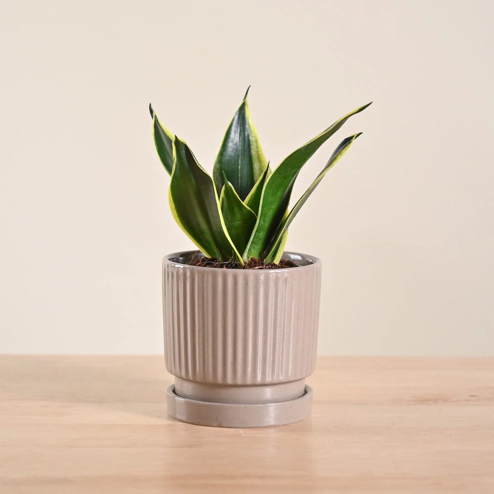 Snake Plant - Golden Hahnii - Image 149