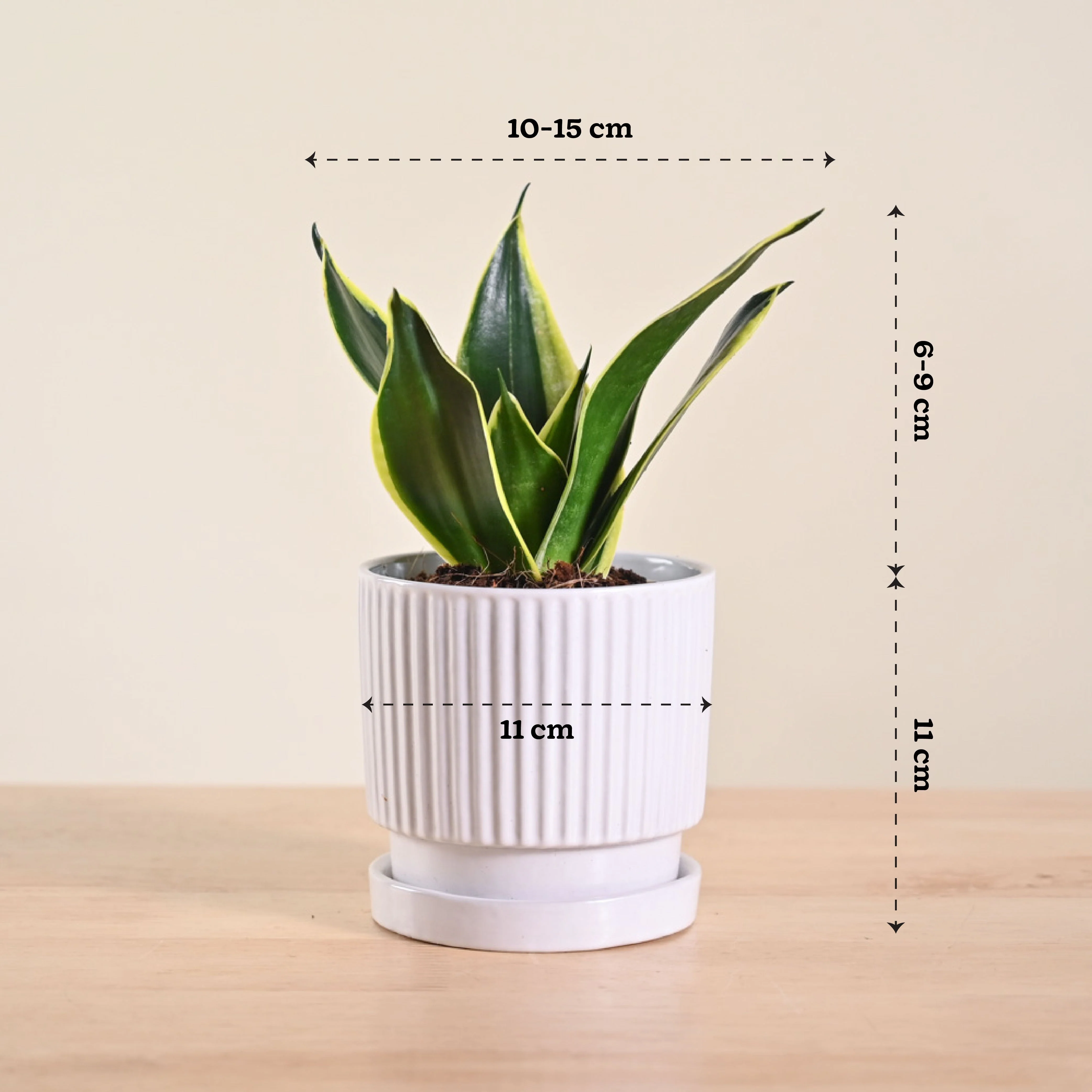 Snake Plant - Golden Hahnii - Image 150