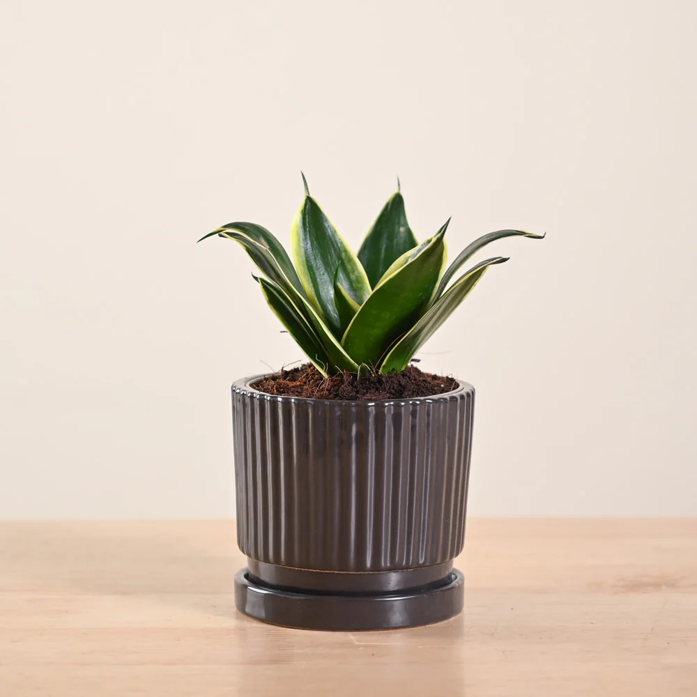 Snake Plant - Golden Hahnii - Image 153