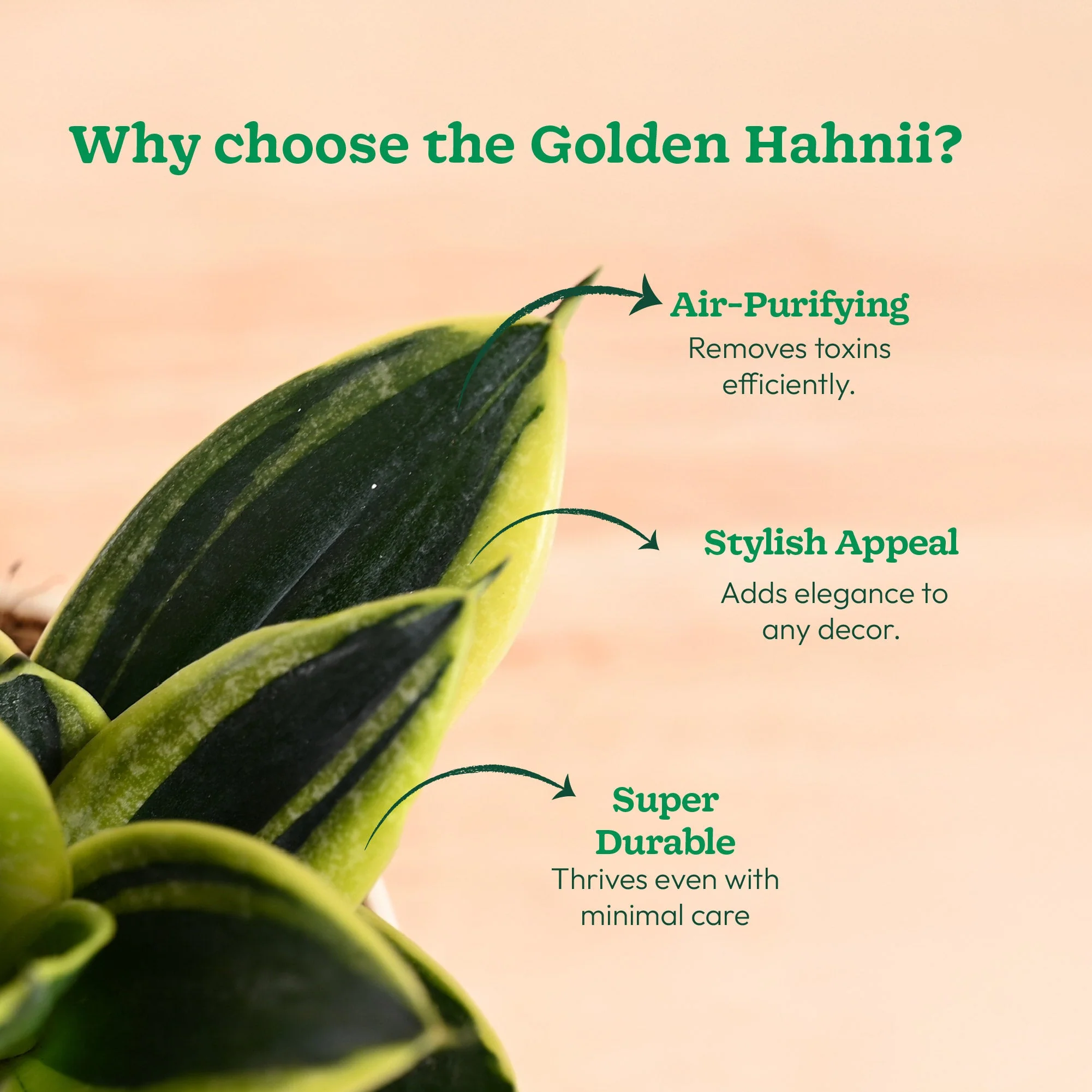 Snake Plant - Golden Hahnii - Image 155