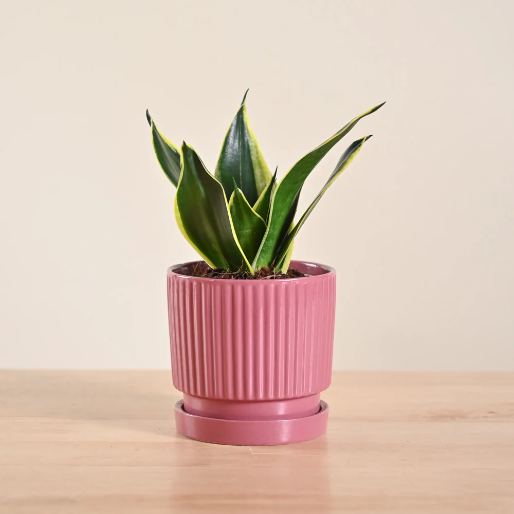 Snake Plant - Golden Hahnii - Image 157