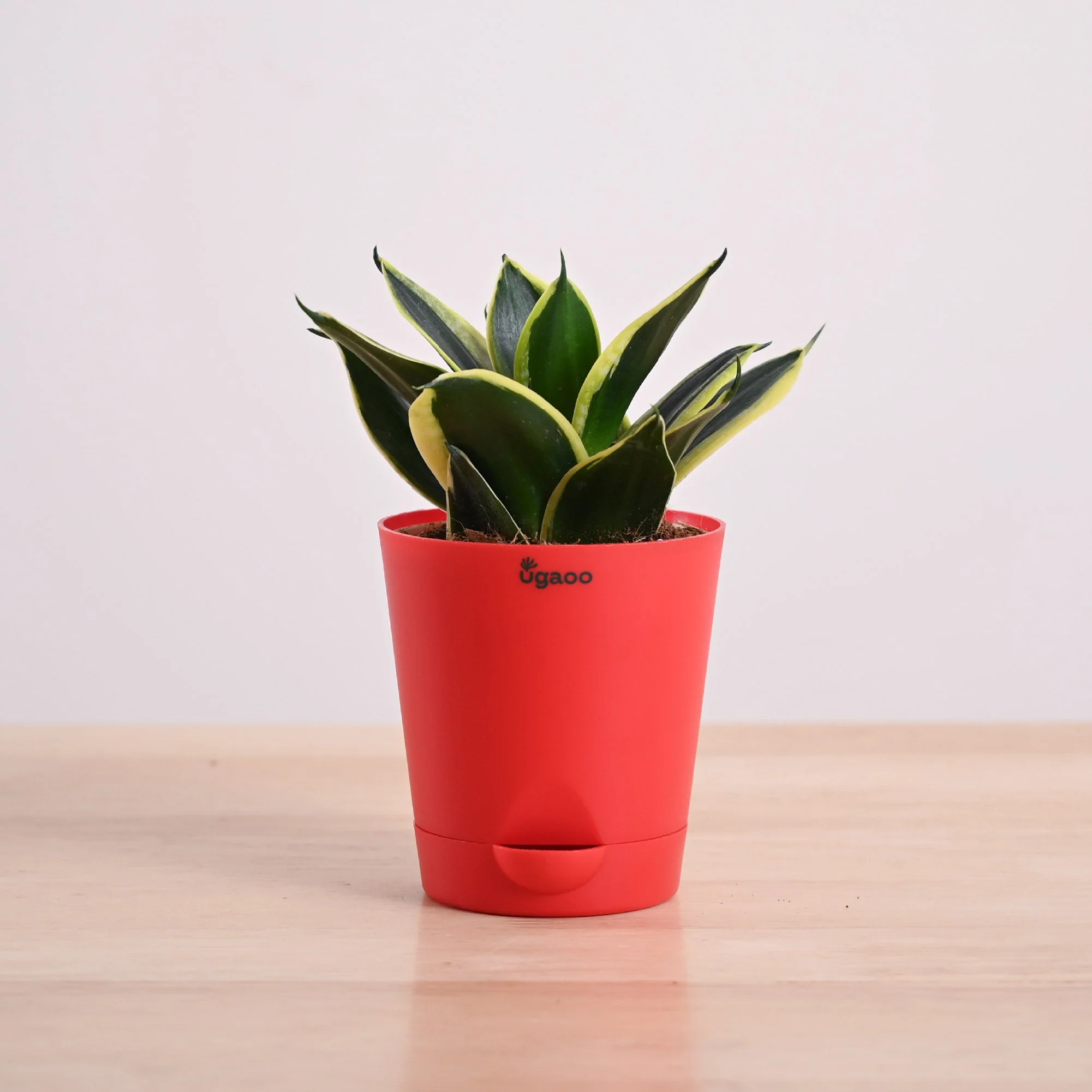 Snake Plant - Golden Hahnii - Image 16