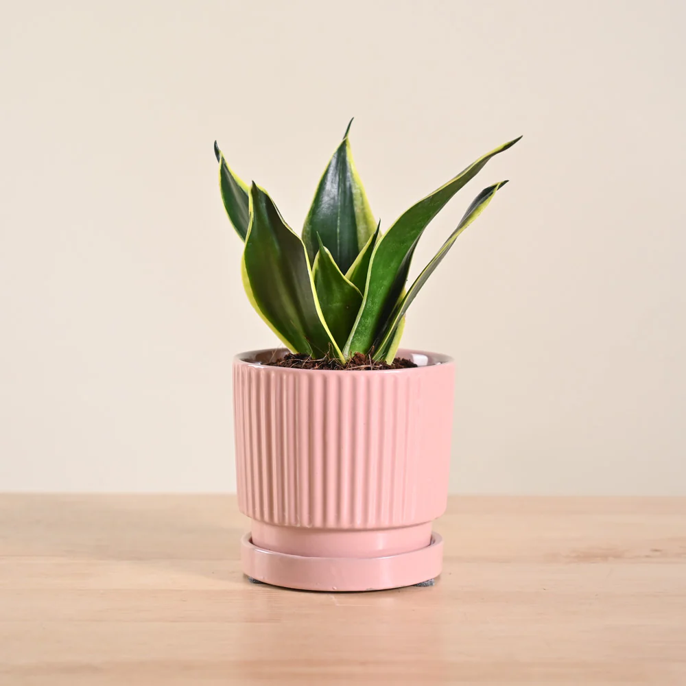 Snake Plant - Golden Hahnii - Image 161