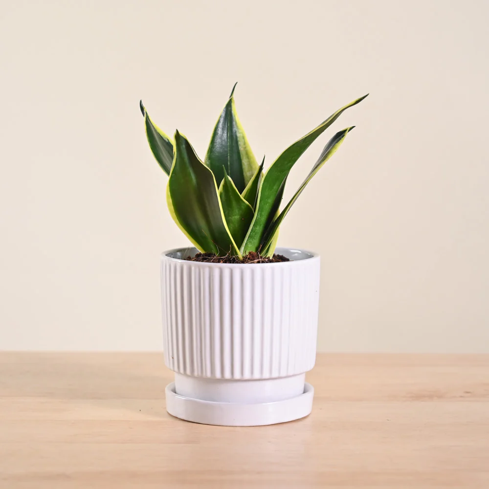 Snake Plant - Golden Hahnii - Image 165