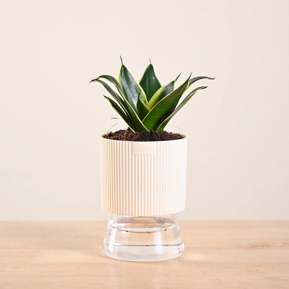 Snake Plant - Golden Hahnii - Image 169