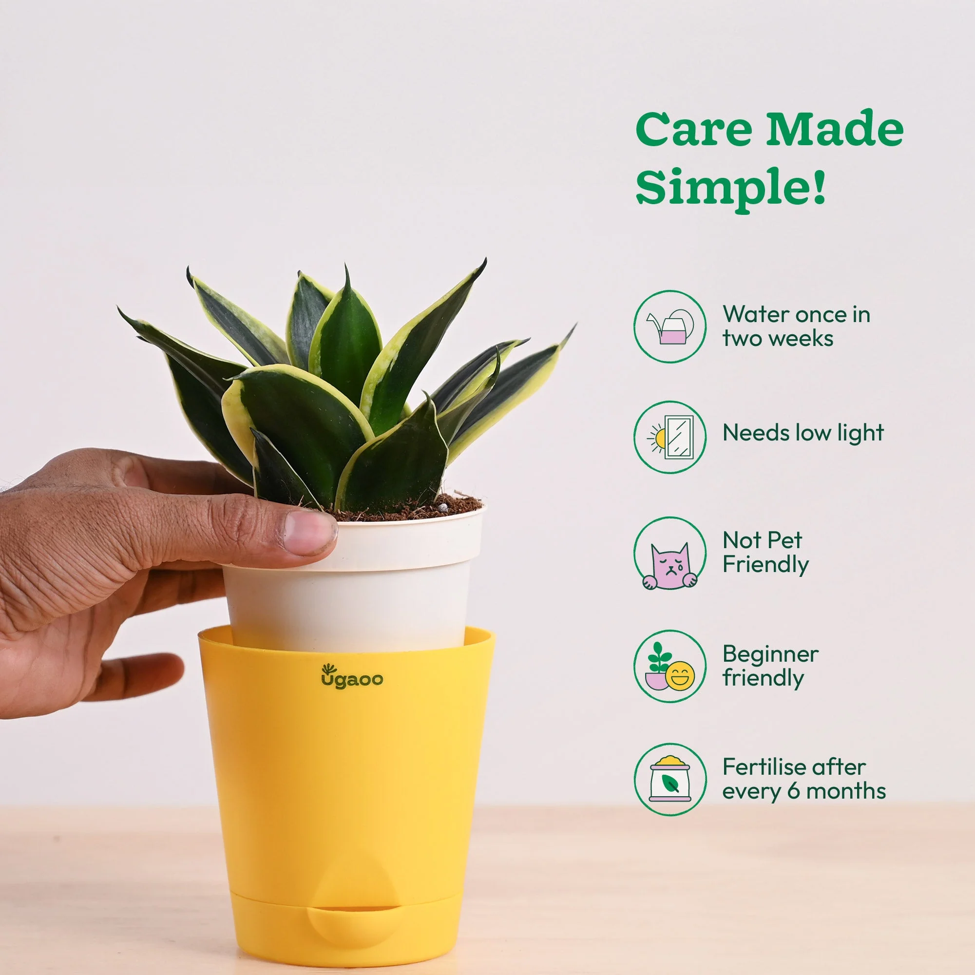 Snake Plant - Golden Hahnii - Image 17