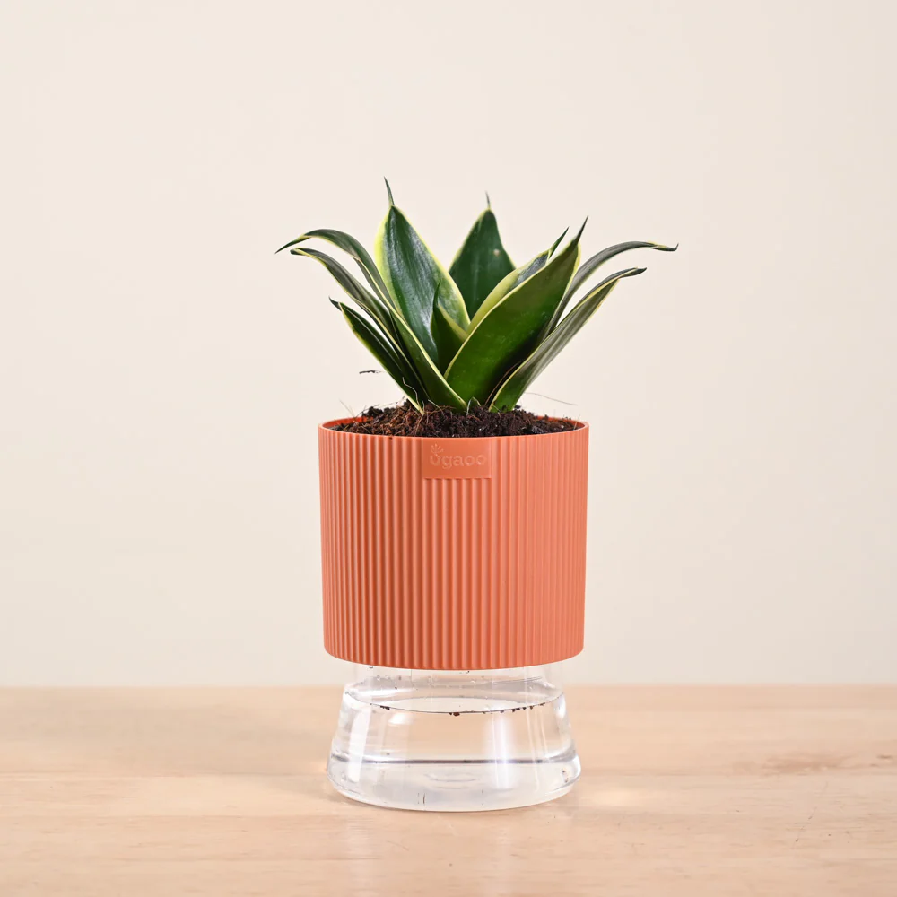Snake Plant - Golden Hahnii - Image 177